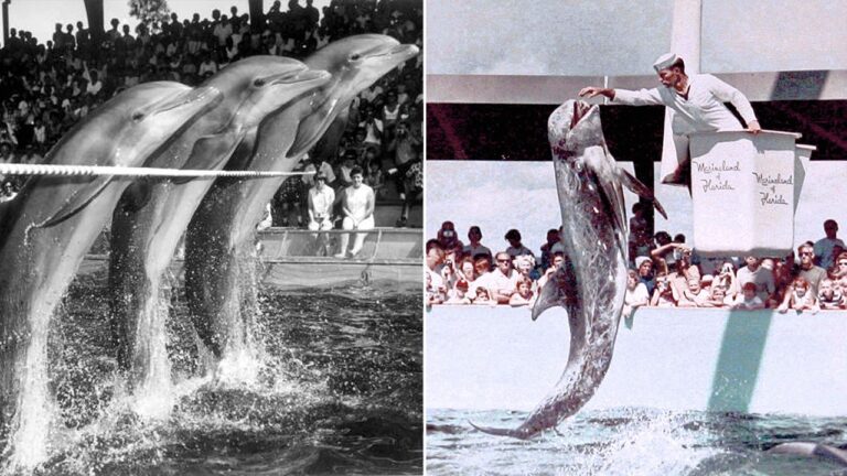 Marineland Archival Photos of Dolphins