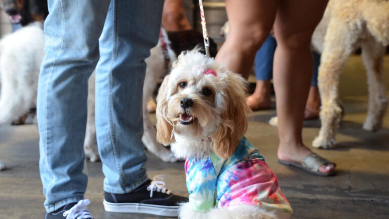 Puppy Brunch