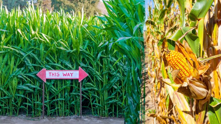 corn mazes