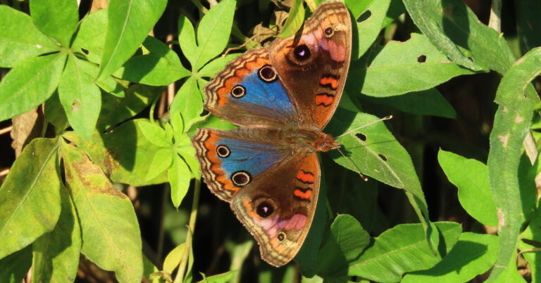 junonia genoveva nicolas montano rasch