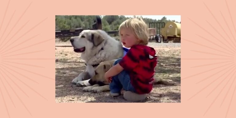 hero dogs