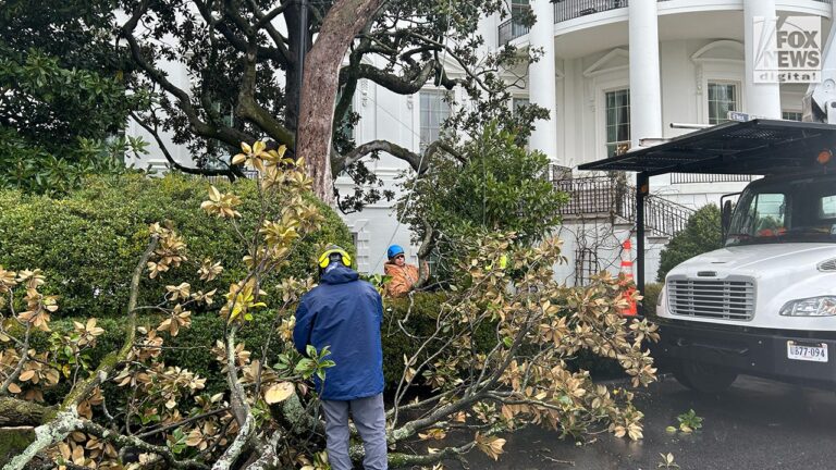 magnolia tree president andrew white house 004