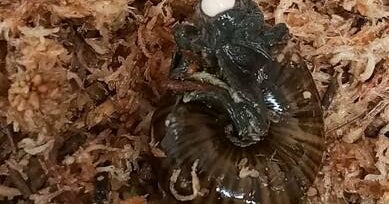 powelliphanta augusta snail new zealand