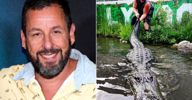 urlhttps3A2F2Fcalifornia times brightspot.s3.amazonaws.com2F922Fb52F9f2399024d0e8337ced97984cb8f2Fadam sandler and morris the alligator